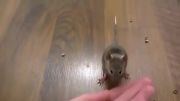 موشهای دست آموز