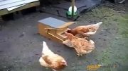 مرغ های باکلاس