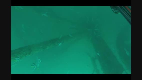 صید ماهی باراکودا در عمق 22 متری در سکوی سلمان