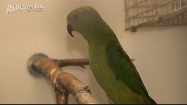 طوطی لوریکت اویزان-هندی (Hanging parrot)