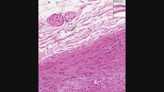Shotgun Histology Aorta