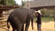 فیل های رقاص