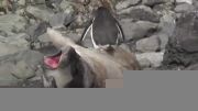 شکار لحظه های حماقت پنگوئن ها-از خنده می پکید