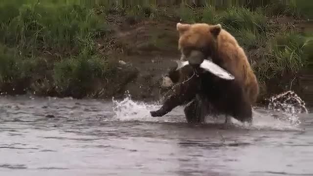 شکار بامزه خرس گریزلی