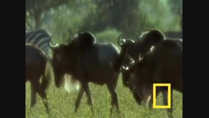 چیتا و شکار بوفالوی کنیایی( کل یالدار)