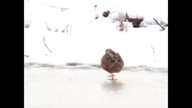 پرنده رقاص