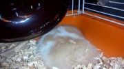 همسترم در حال خواب