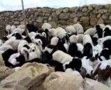چه گوسفند های گشنه ای