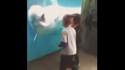 خنده و بازی با دلفین