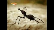 مورچه های باهوش ولی خنگ