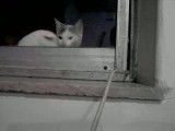 باز ردن پنجره به روش گربه ایی