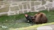 حمله کردن و خوردن یک انسان توسط یک خرس قهوه