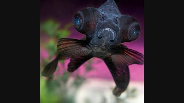عجیب ترین ماهی جهان ...!