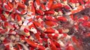 حمله بچه ماهی کوی به غذا(نژاد کوهاکو)