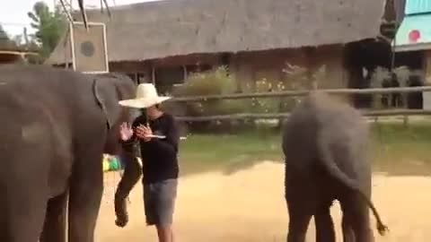 رقصیدن فیل