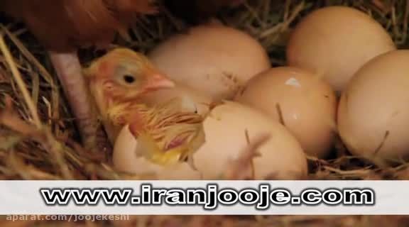جوجه شدن تخم های مرغ مادر ( دیدنی )