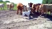 سگ در مقابل گاوها:)) چقد نازن این گاوها البته یکم خنگن