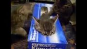 گربه هایی كه جعبه دوست دارند!