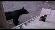 نبرد گربه با خرس