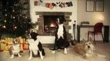 شادی سگها در کریسمس