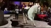 رقص بسیار زیبای اسب