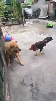 سگ با خروس دعوا !