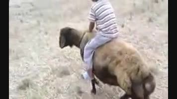 سواركاری حرفه ای با گوسفند