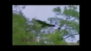 شکار لاک پشت توسط عقاب