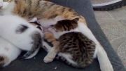 شیر خوردن گربه های گوگولی