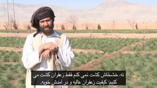 کشت زعفران بجای خشخاش در افغانستان