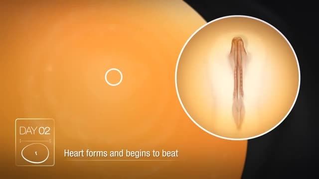 فیلم شگفت انگیز مراحل رشد جنین در داخل تخم