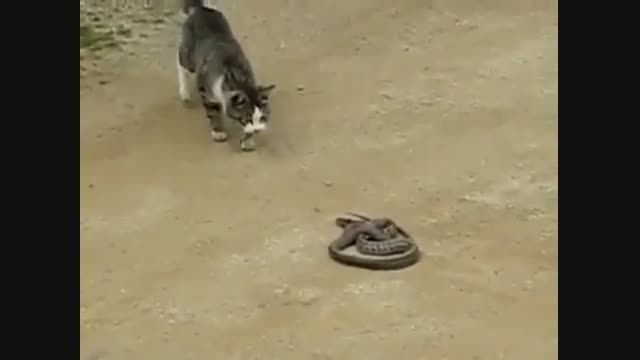 نبرد گربه و مار