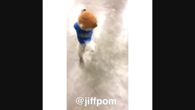 معروفترین سگ دنیا jiff و راه رفتن رو دوپا
