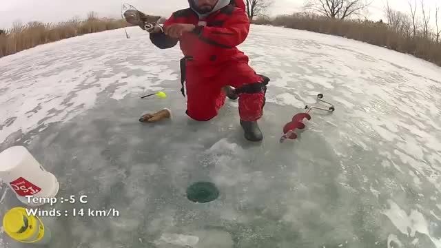اردک ماهی گیری جالب در برف