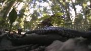 Deadly Australians- The Red-bellied Black Snake