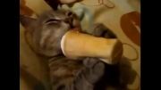 گربه ای که از بستنی خوردن لذت میبرد