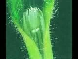 معرفی گیاه بروموس تکتروم