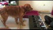 سگ - نابغه موسیقی
