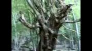درخت ترسناک در سوادکوه