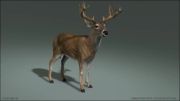Reference برای متحرک سازی( 3D Deer (Buck) Eat - Look - Attack  )