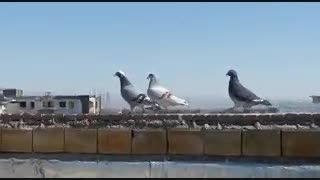 کبوتران رکرد دار ایران مسافتی