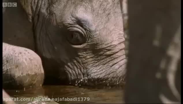 یادگیری بچه فیل بامزه برای نوشیدن آب