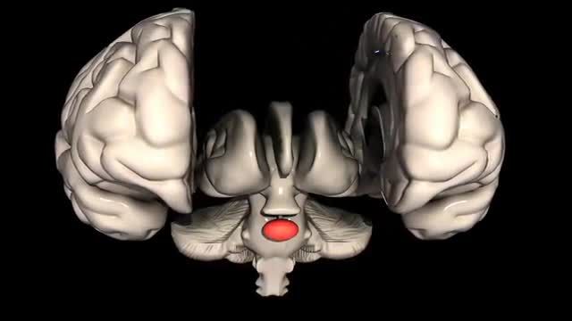 What is the Pituitary Gland