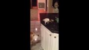 غذا دادن جالب طوطی به سگ!