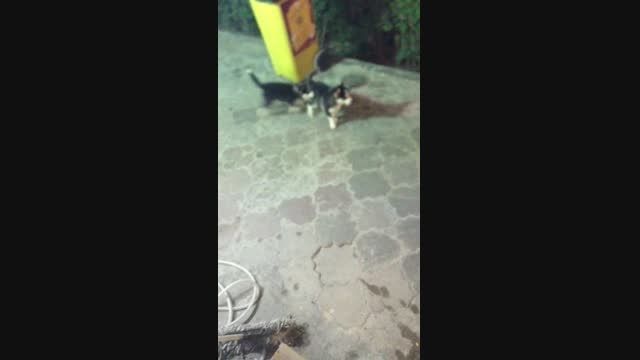 توله هاى سگ هاسكى در خیابان