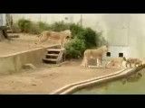 شیرها و توله هایشان در باغ وحش