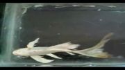 فروش ماهی کوی سفید باله بلندhikari 23cm شماره پانزده