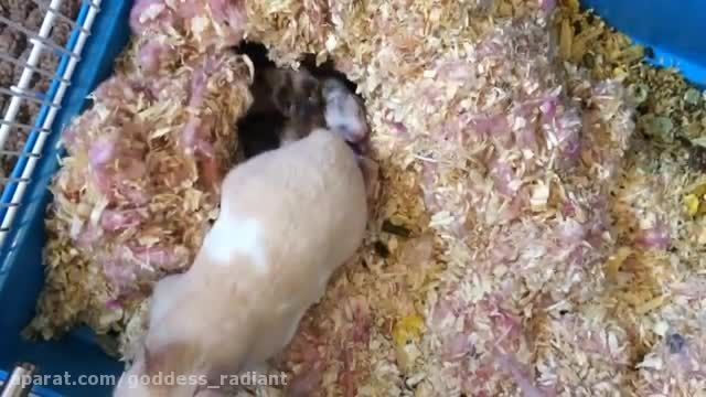 بچه همستر