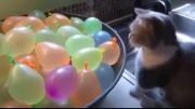 بازی گربه در مقابل بادکنک های پر از آب !!!