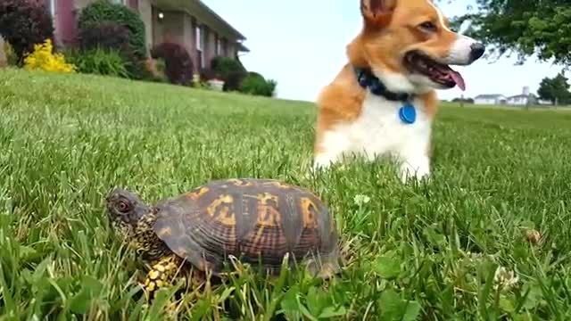 عکس العمل سگ به حرکت لاکپشت